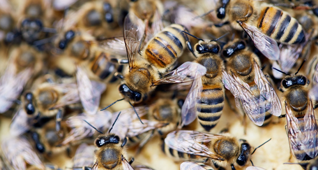 Stinging Insects