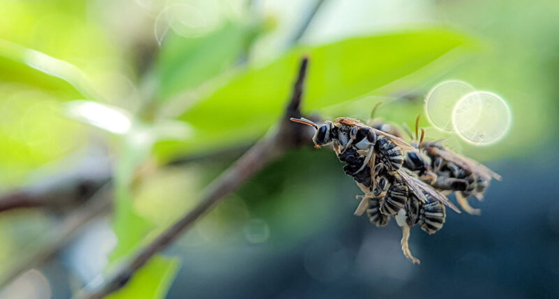 Rising Springtime Insect Pressure in Northwest Ohio: What to Expect in 2025